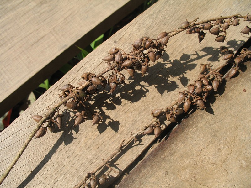 Cratoxylum formosum photo 3