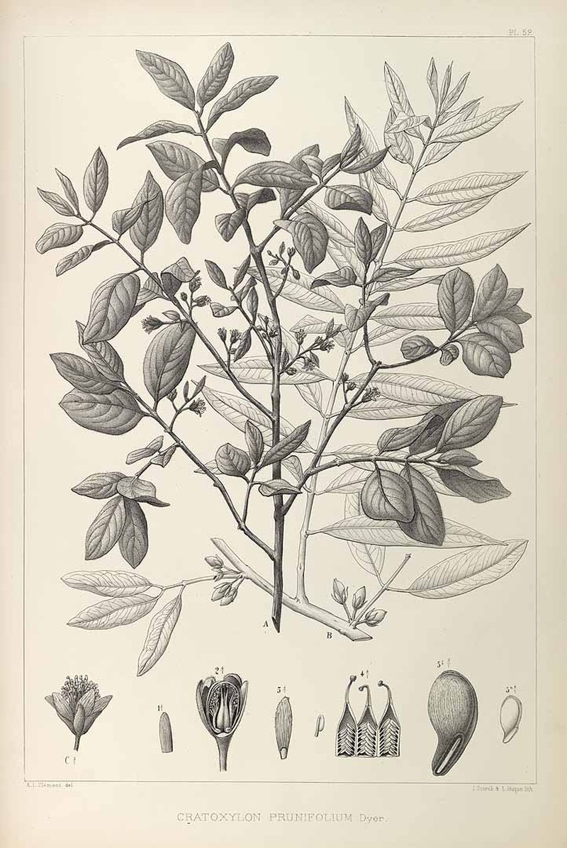 Cratoxylum formosum photo 4