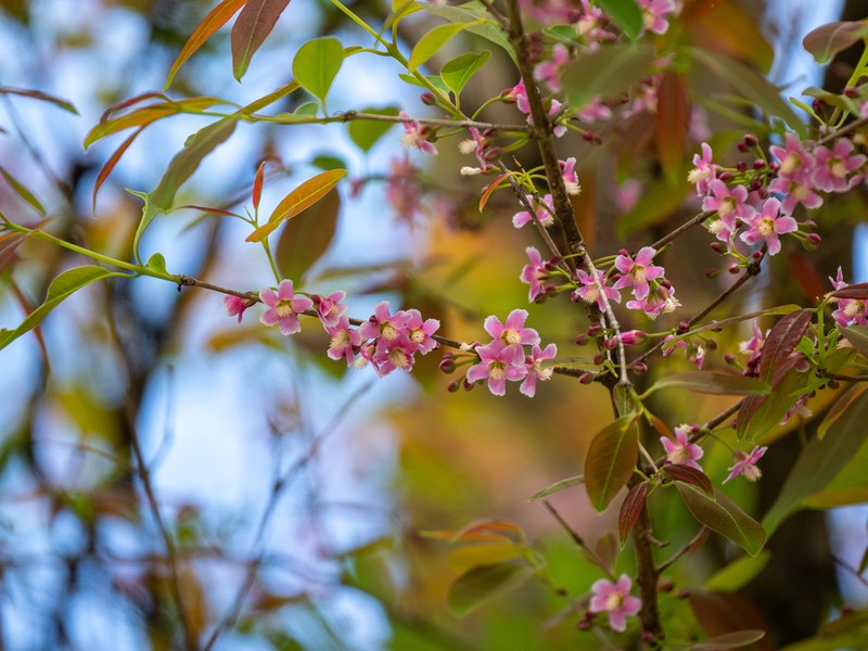 Cratoxylum formosum photo 5