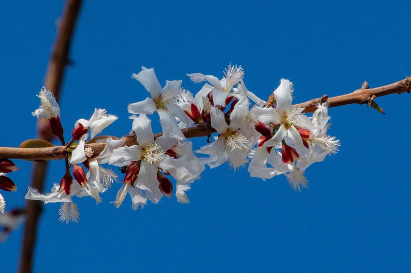 Cratoxylum formosum photo 6
