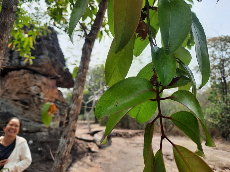 Cratoxylum formosum subsp. formosum