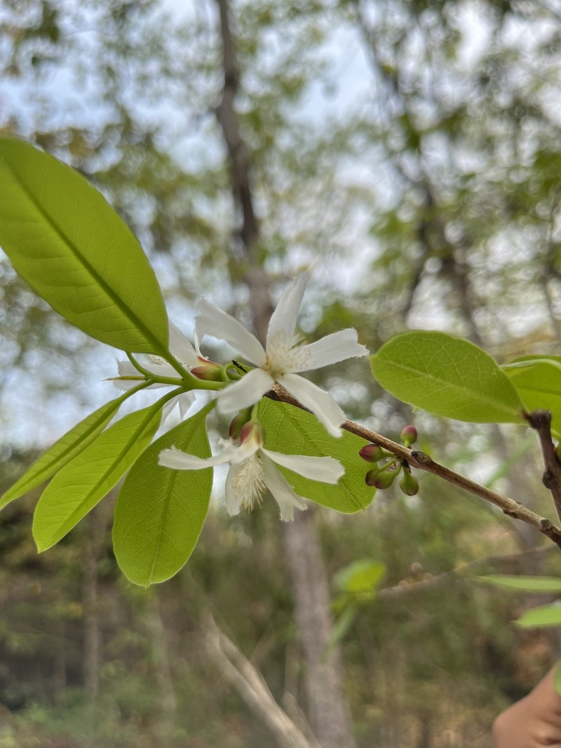 Cratoxylum formosum subsp. formosum photo 2