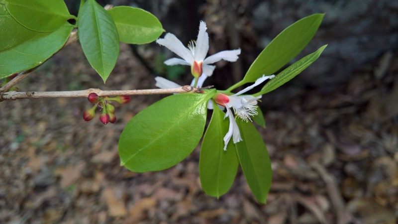 Cratoxylum formosum subsp. formosum photo 4