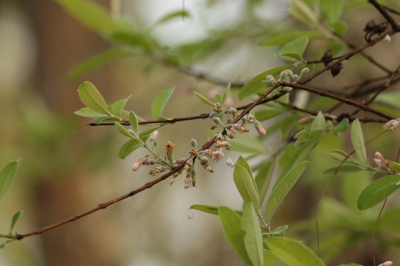 Cratoxylum formosum subsp. pruniflorum