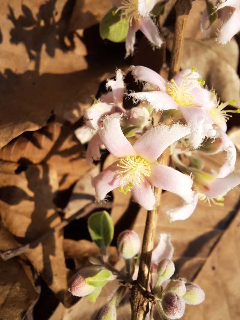 Cratoxylum formosum subsp. pruniflorum photo 2