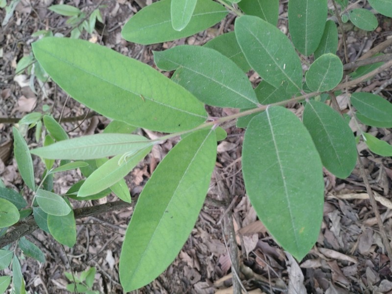 Cratoxylum formosum subsp. pruniflorum photo 3