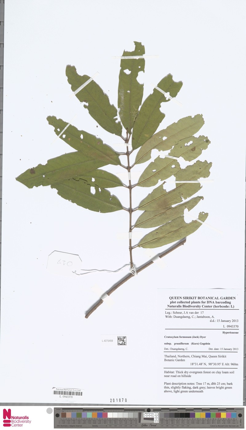 Cratoxylum formosum subsp. pruniflorum photo 4