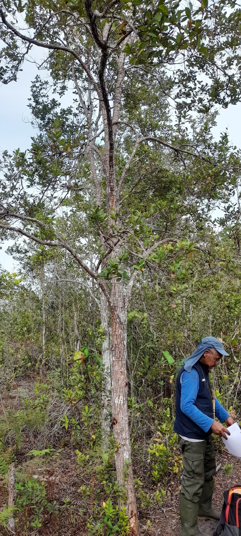 Cratoxylum glaucum