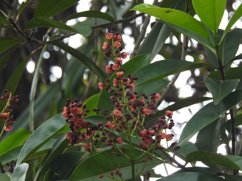 Cratoxylum glaucum photo 2