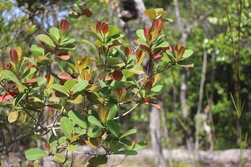 Cratoxylum glaucum photo 3