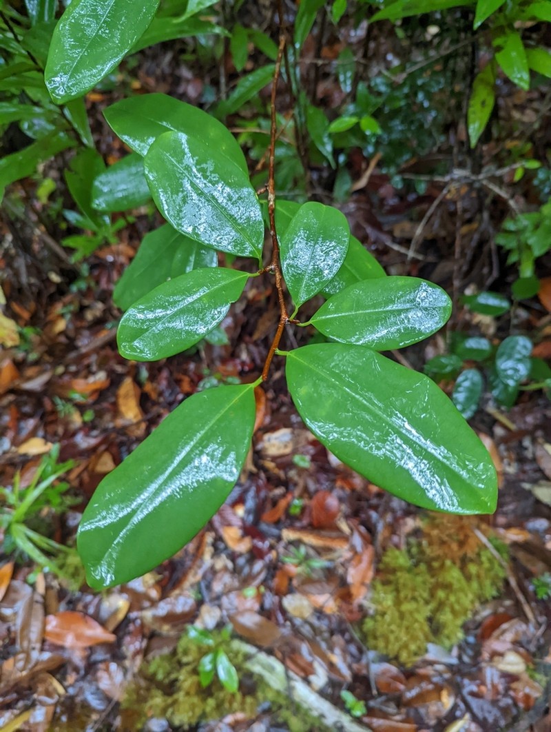 Cratoxylum glaucum photo 4