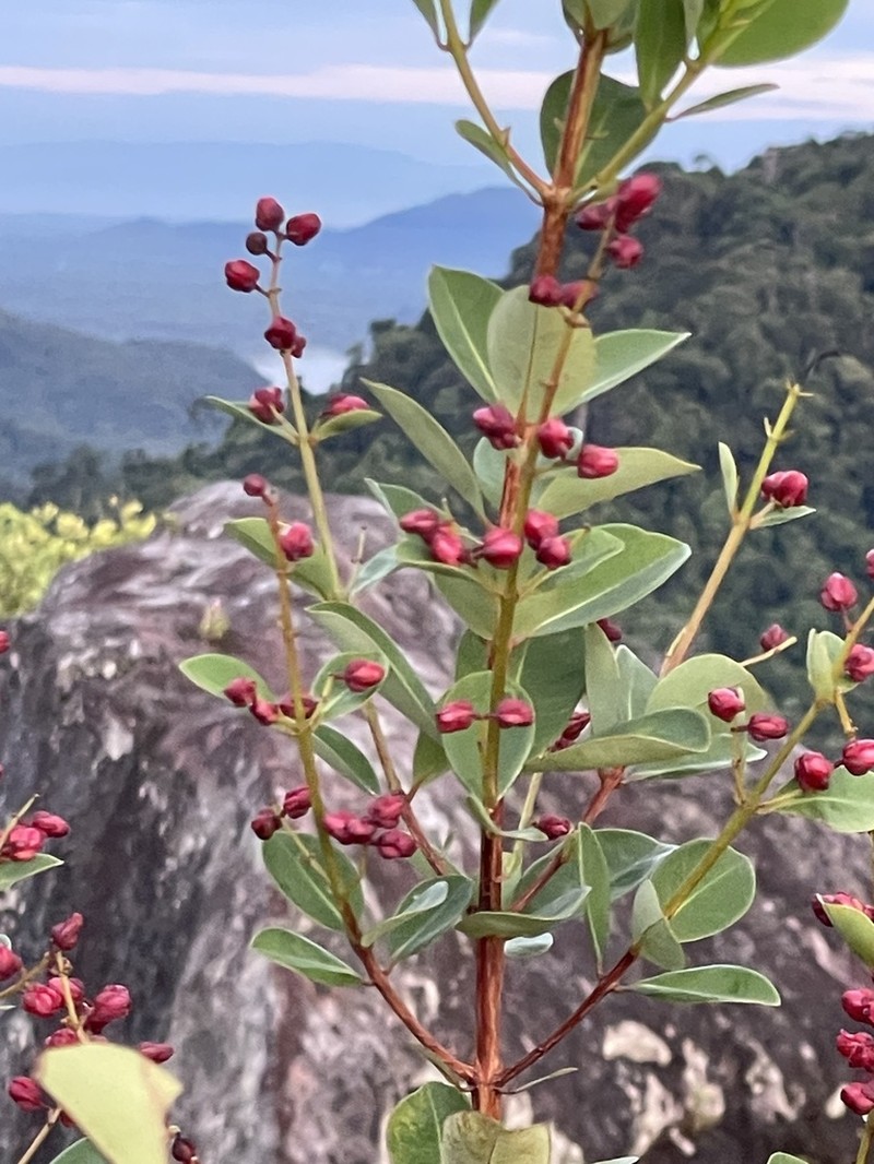 Cratoxylum glaucum photo 5