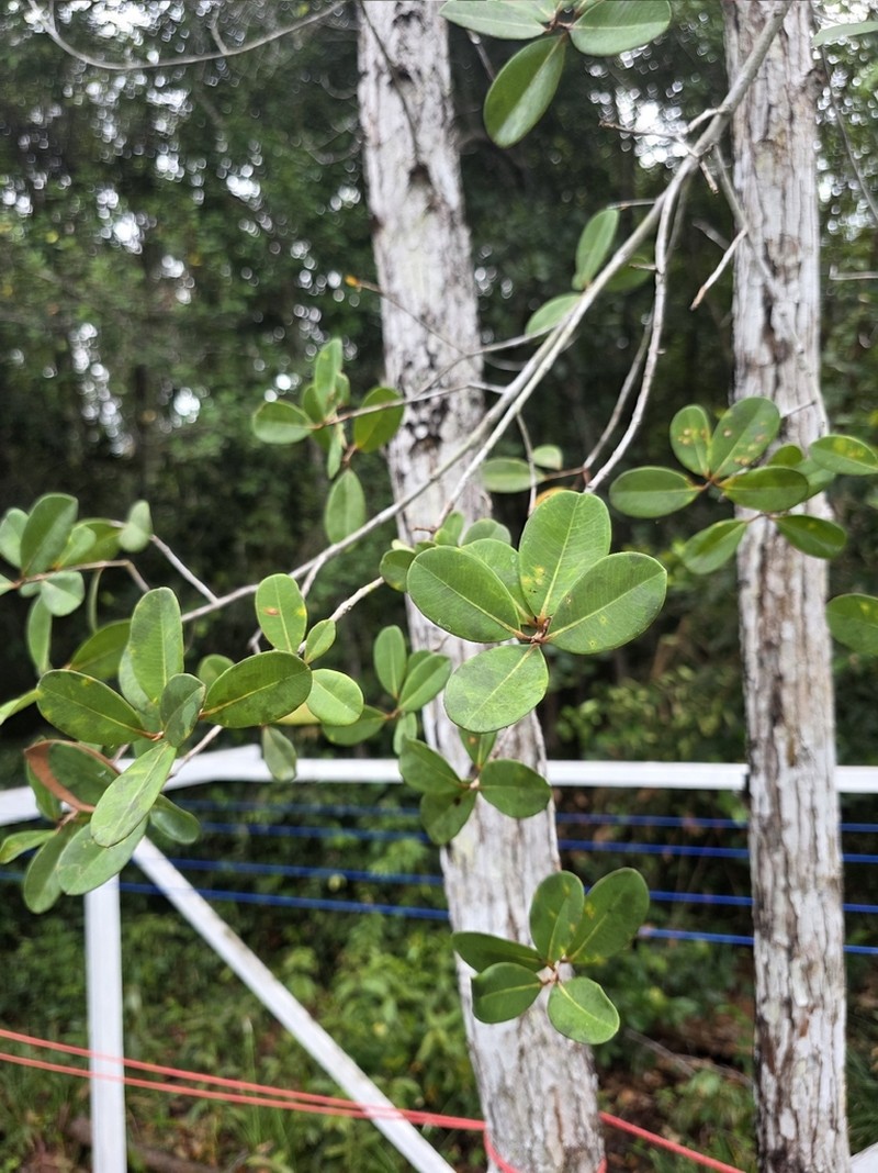 Cratoxylum glaucum photo 6