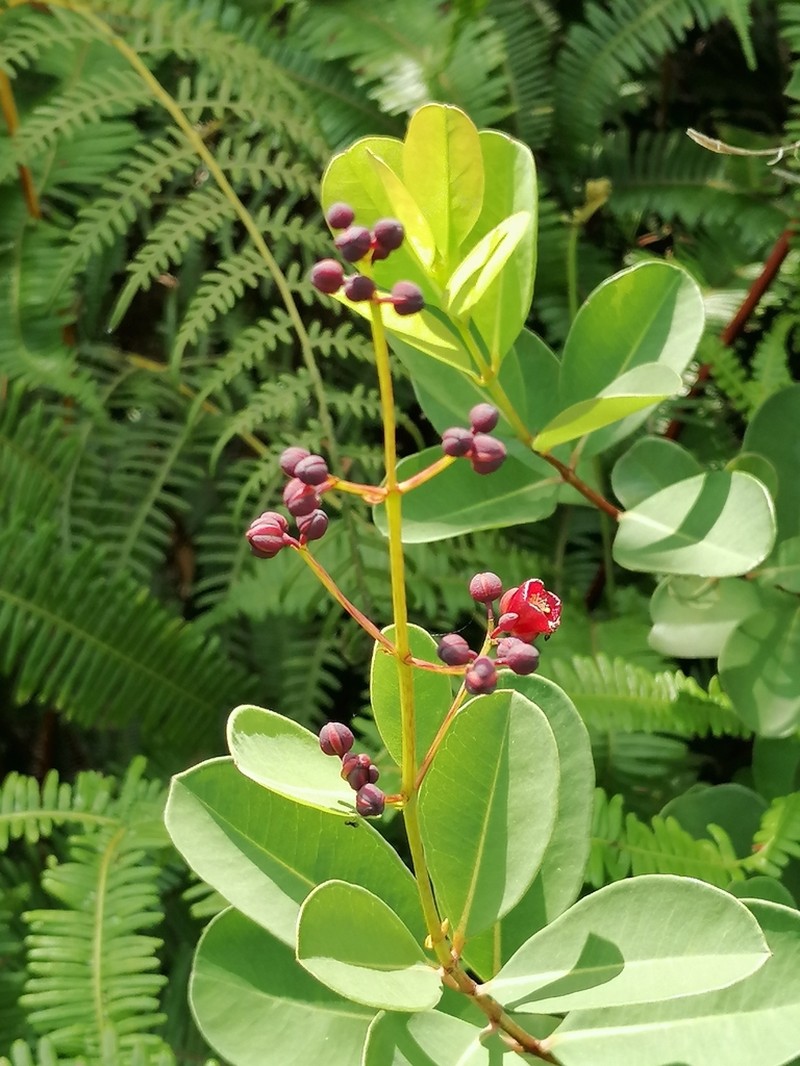 Cratoxylum glaucum photo 7