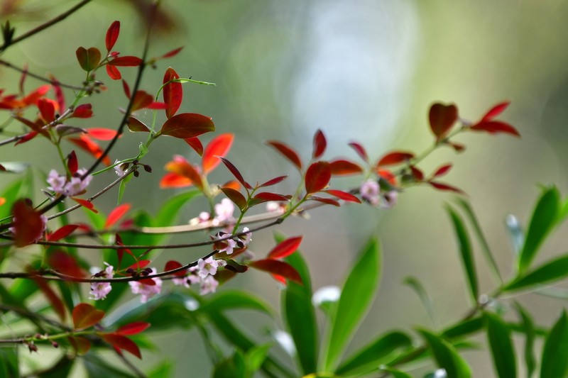 Cratoxylum maingayi