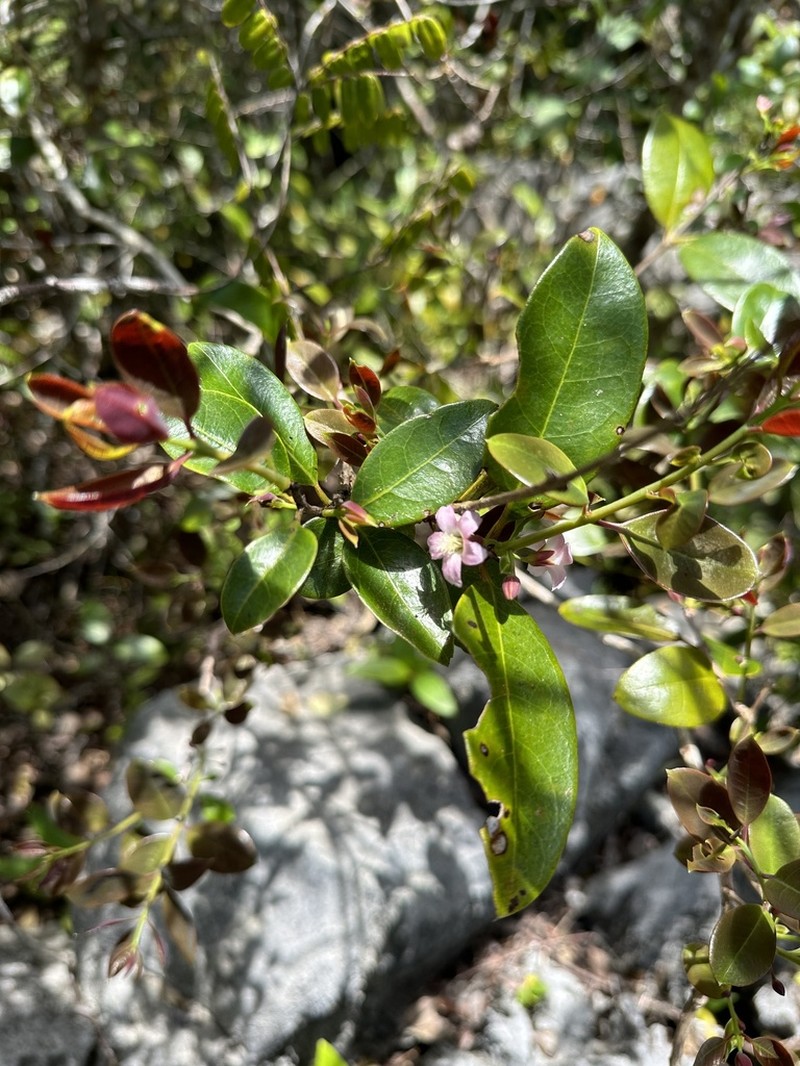 Cratoxylum maingayi photo 2