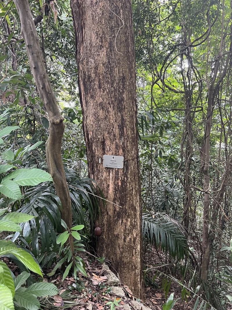 Cratoxylum maingayi photo 3