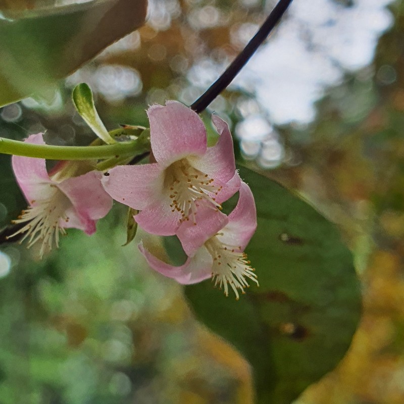 Cratoxylum maingayi photo 4