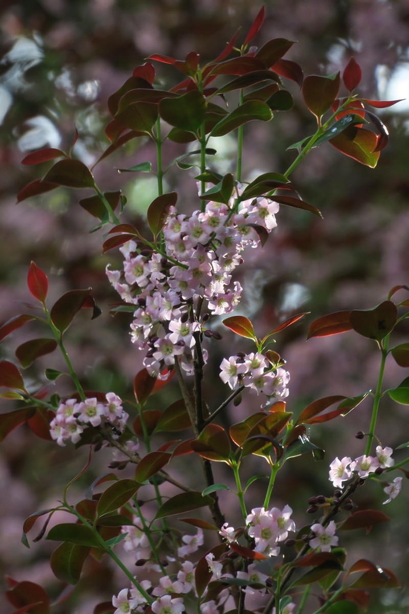 Cratoxylum maingayi photo 6