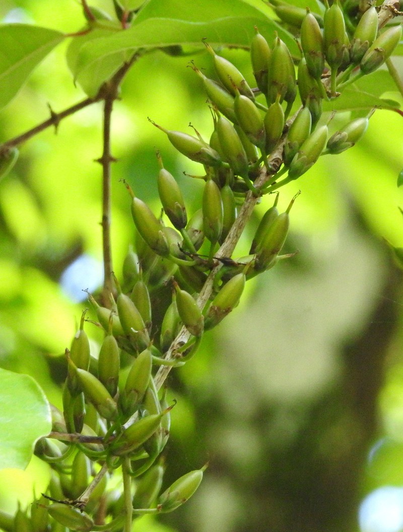 Cratoxylum maingayi photo 7
