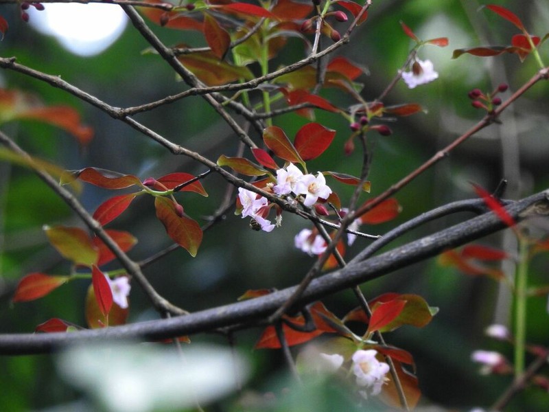 Cratoxylum maingayi photo 8