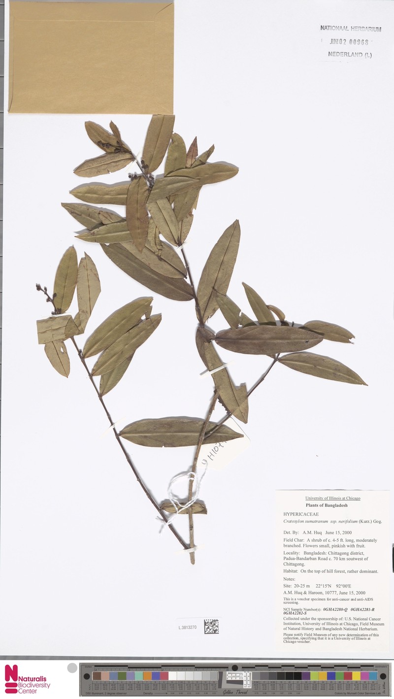 Cratoxylum neriifolium