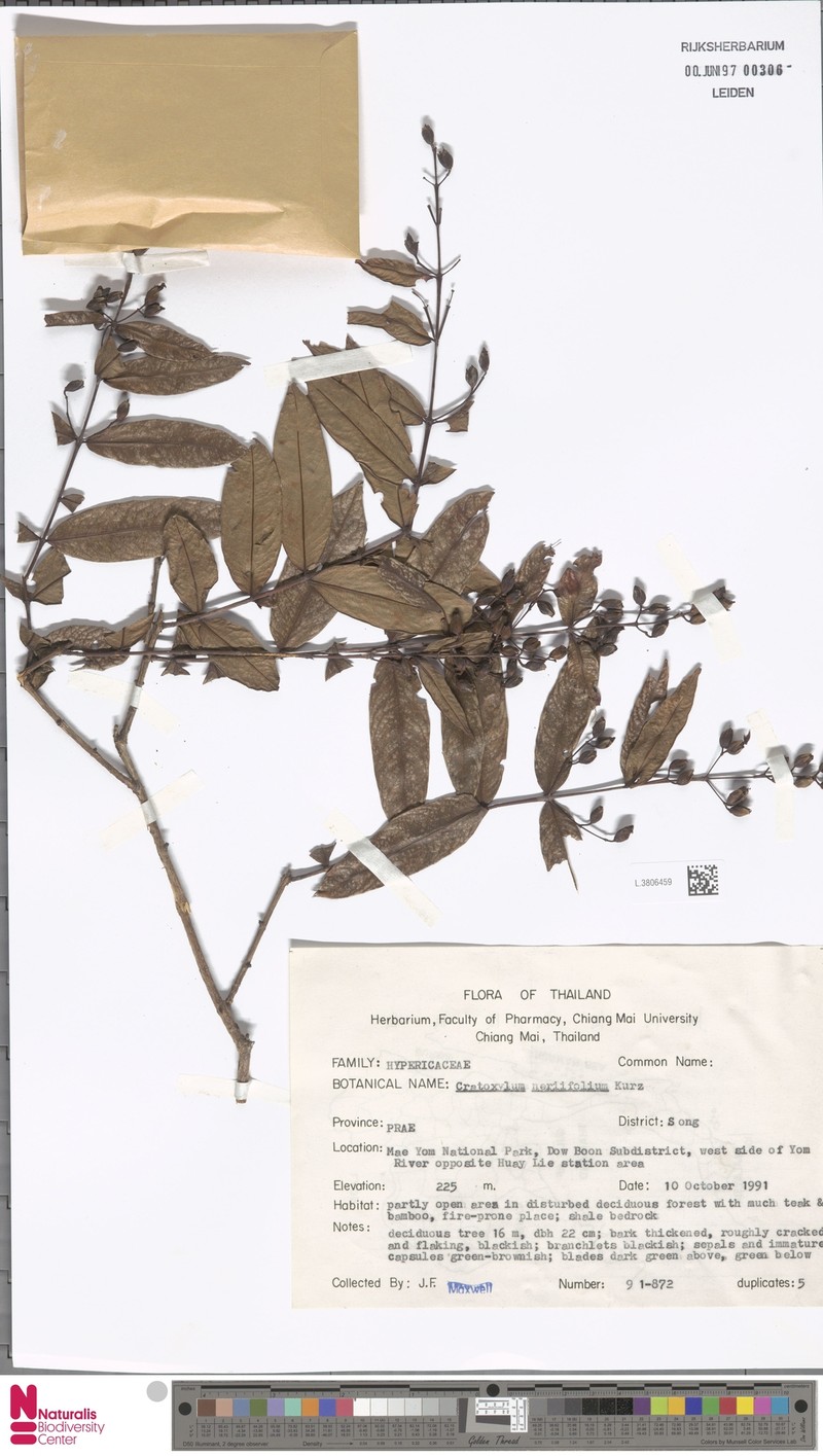 Cratoxylum neriifolium photo 2