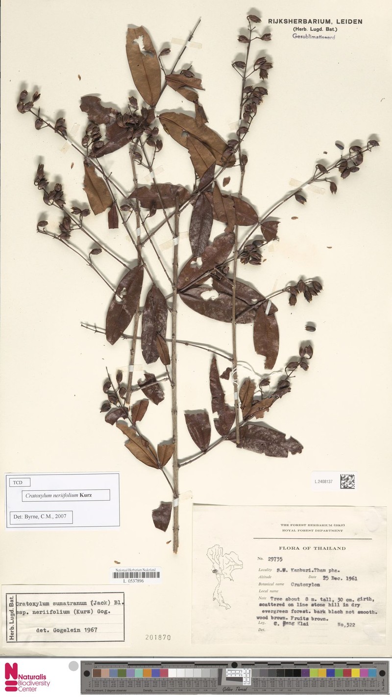 Cratoxylum neriifolium photo 3