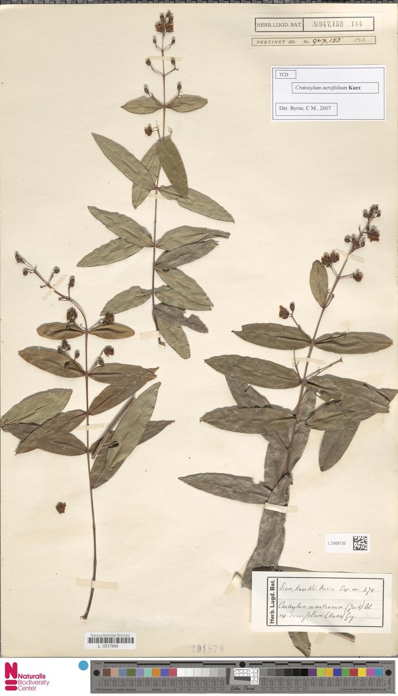 Cratoxylum neriifolium photo 4
