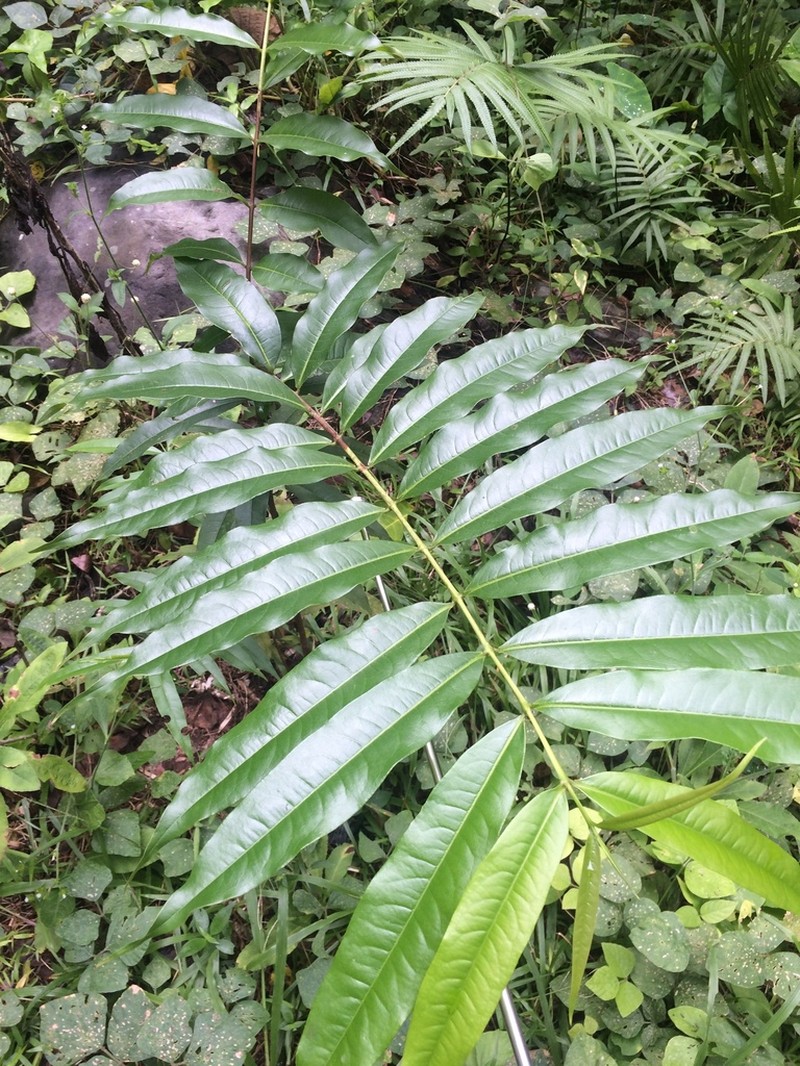 Cratoxylum sumatranum