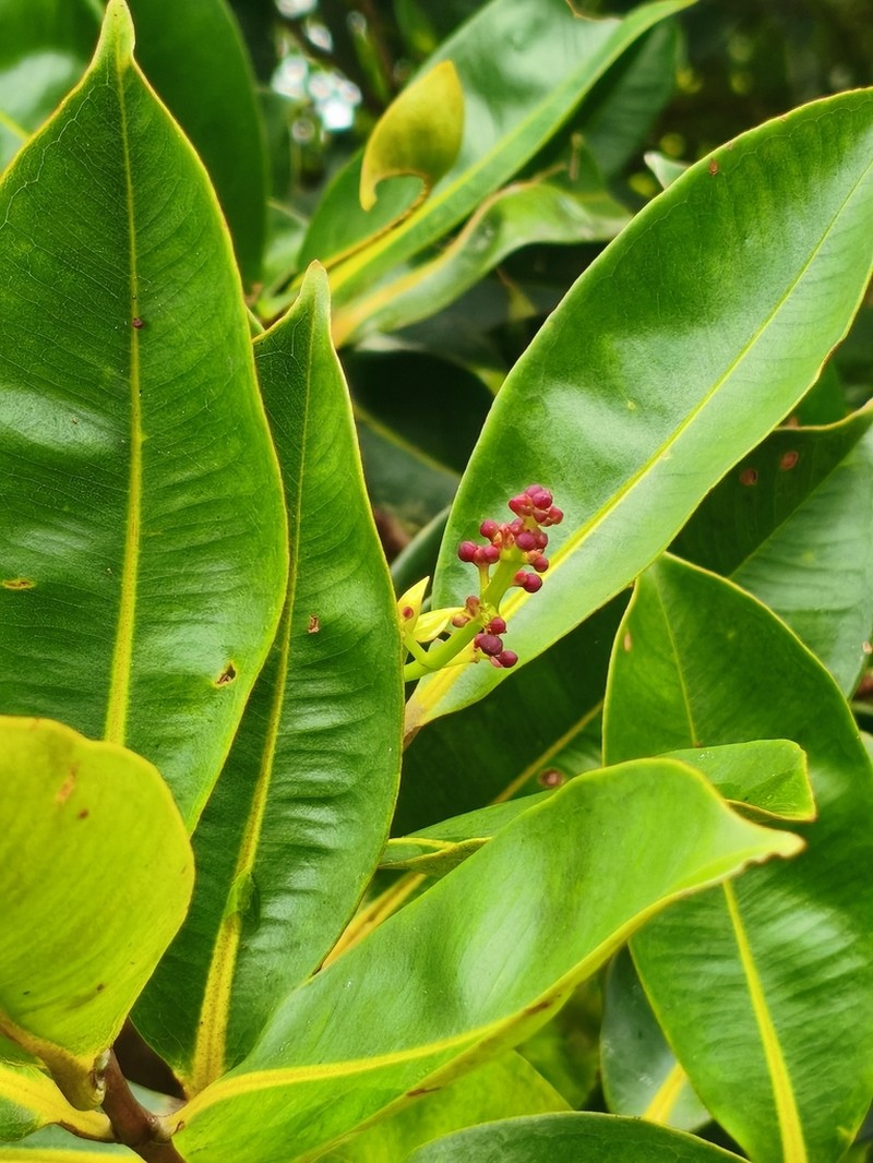 Cratoxylum sumatranum photo 2