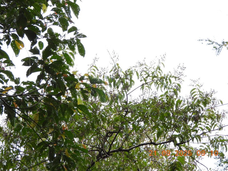 Cratoxylum sumatranum photo 3