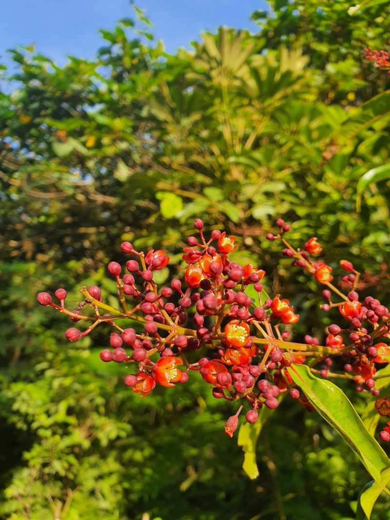 Cratoxylum sumatranum photo 4