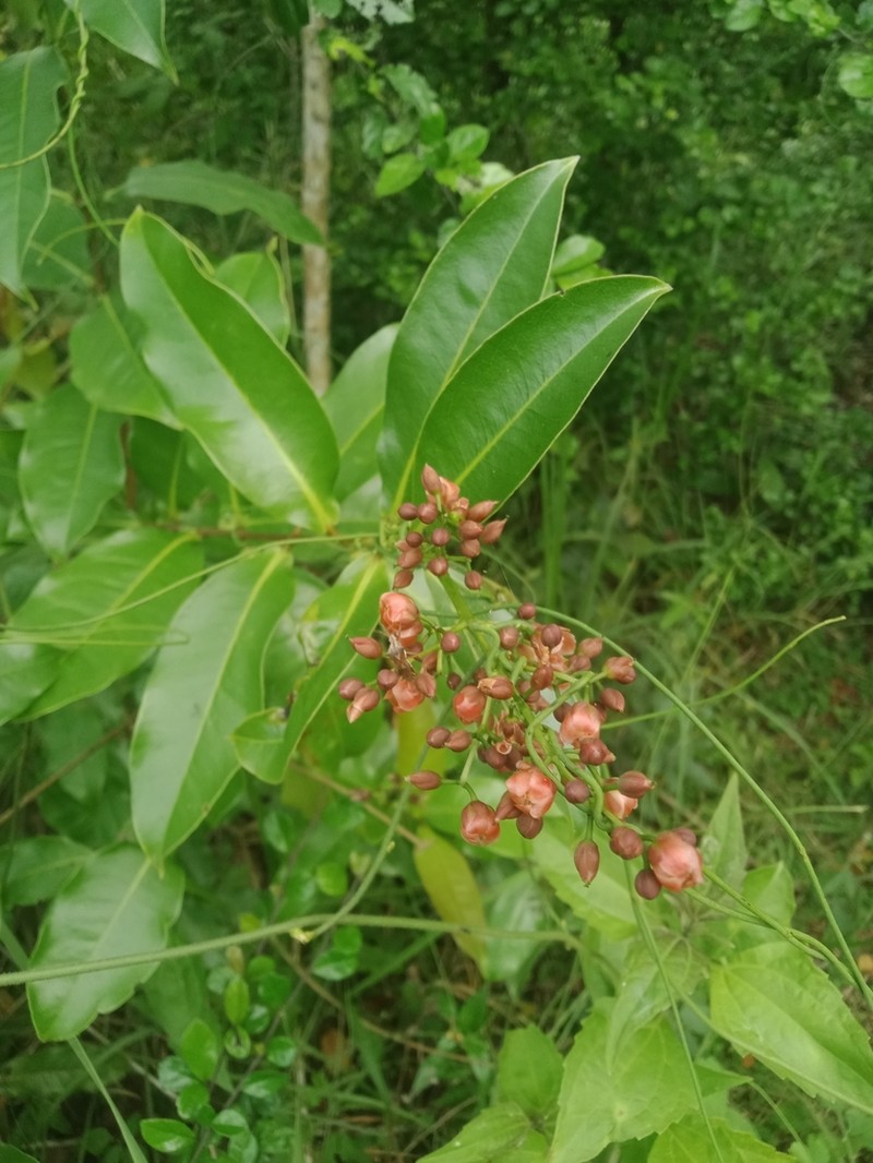 Cratoxylum sumatranum photo 7