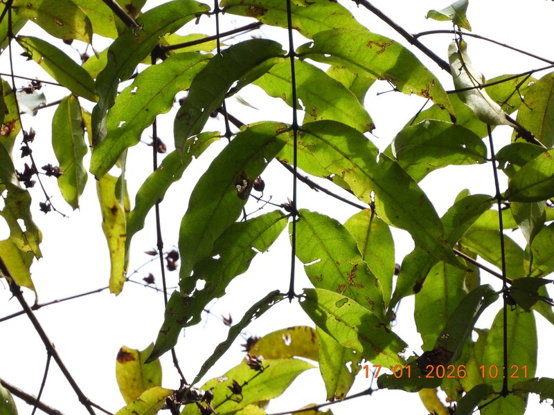 Cratoxylum sumatranum photo 8