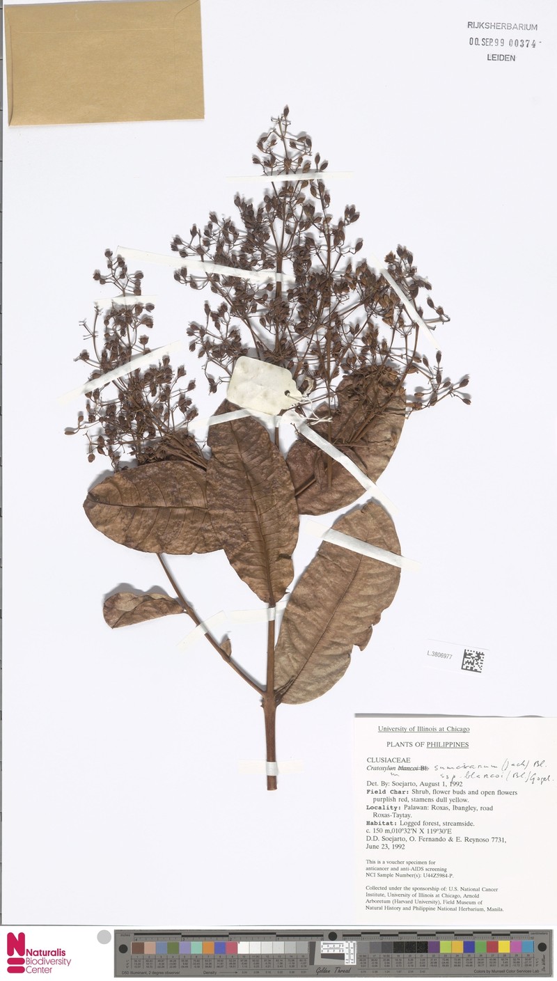 Cratoxylum sumatranum subsp. blancoi