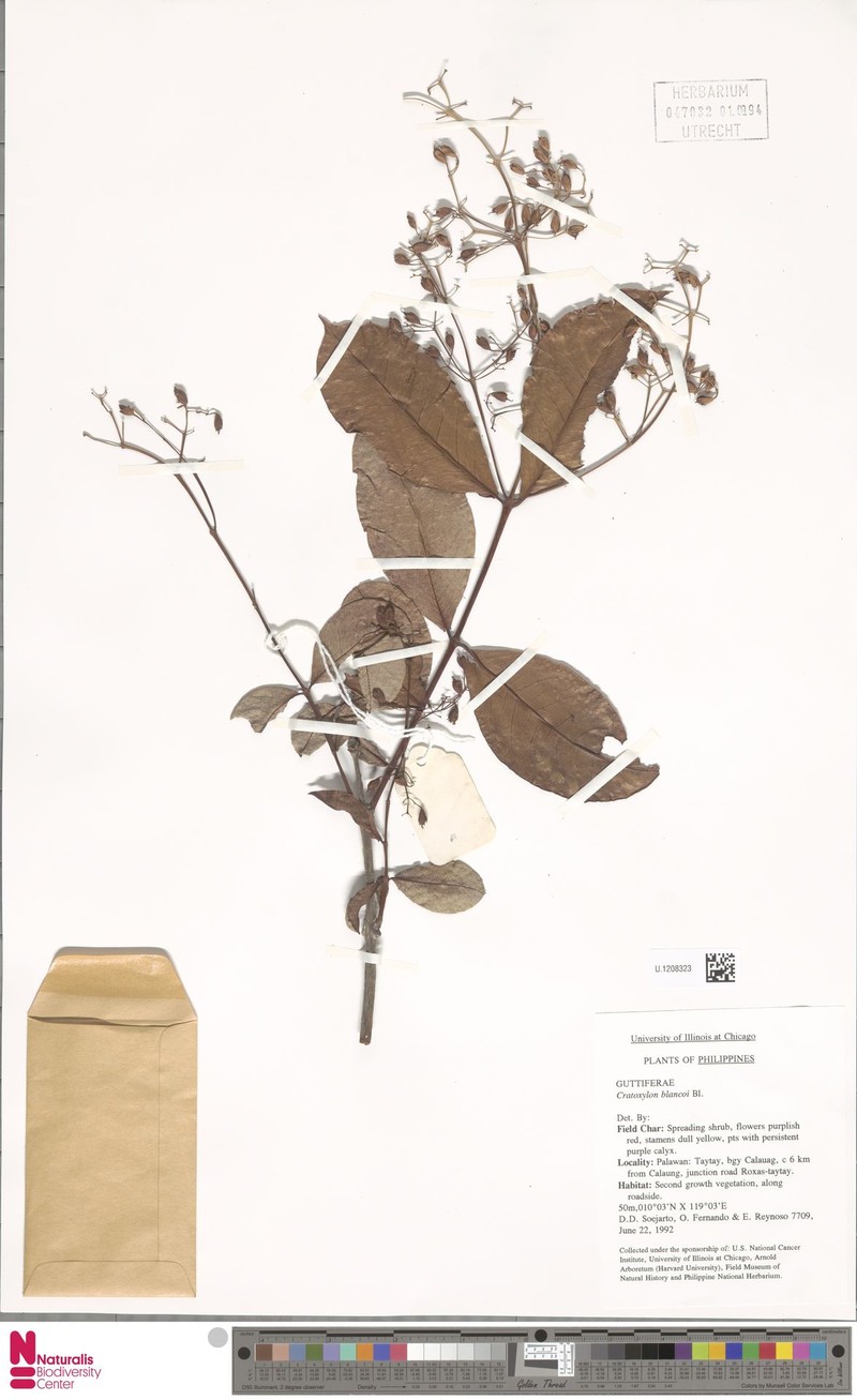 Cratoxylum sumatranum subsp. blancoi photo 2