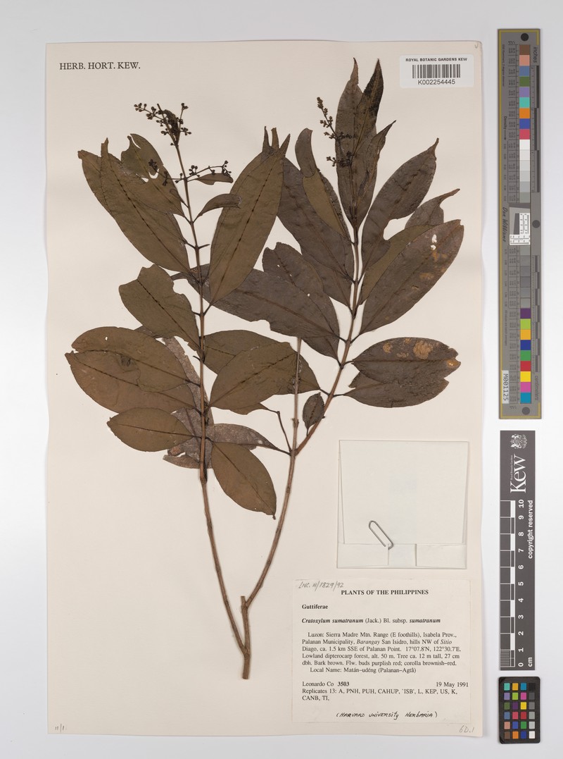 Cratoxylum sumatranum subsp. blancoi photo 3