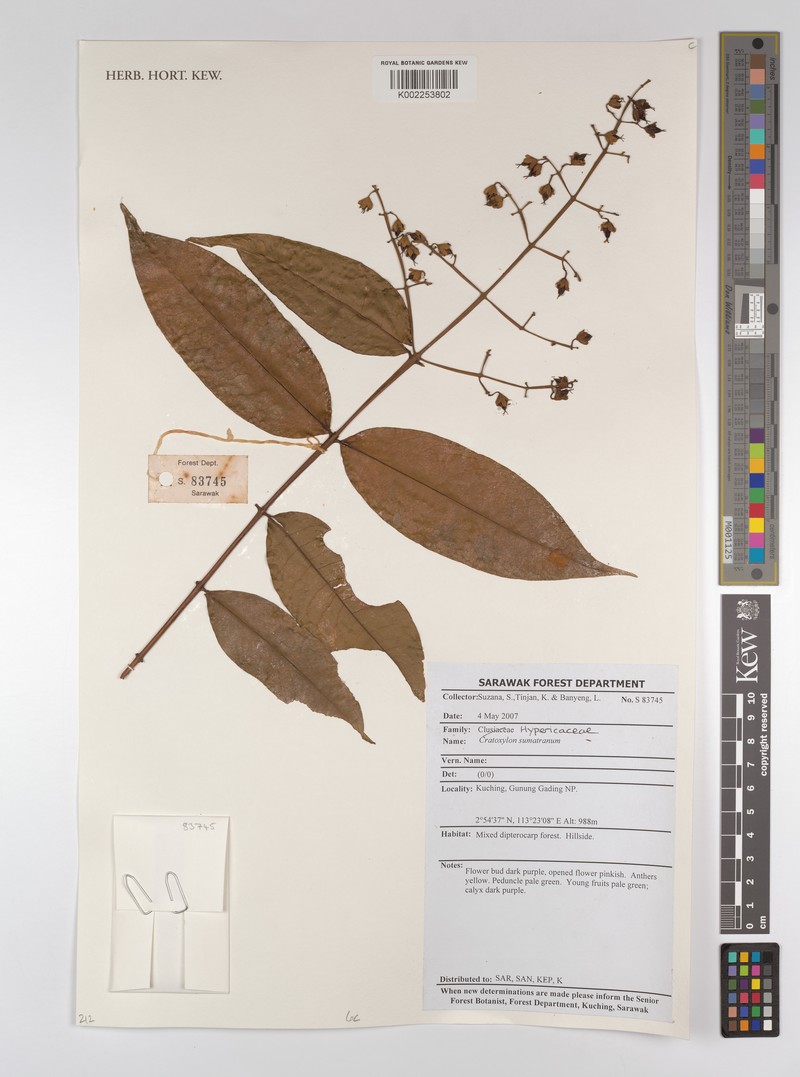 Cratoxylum sumatranum subsp. sumatranum