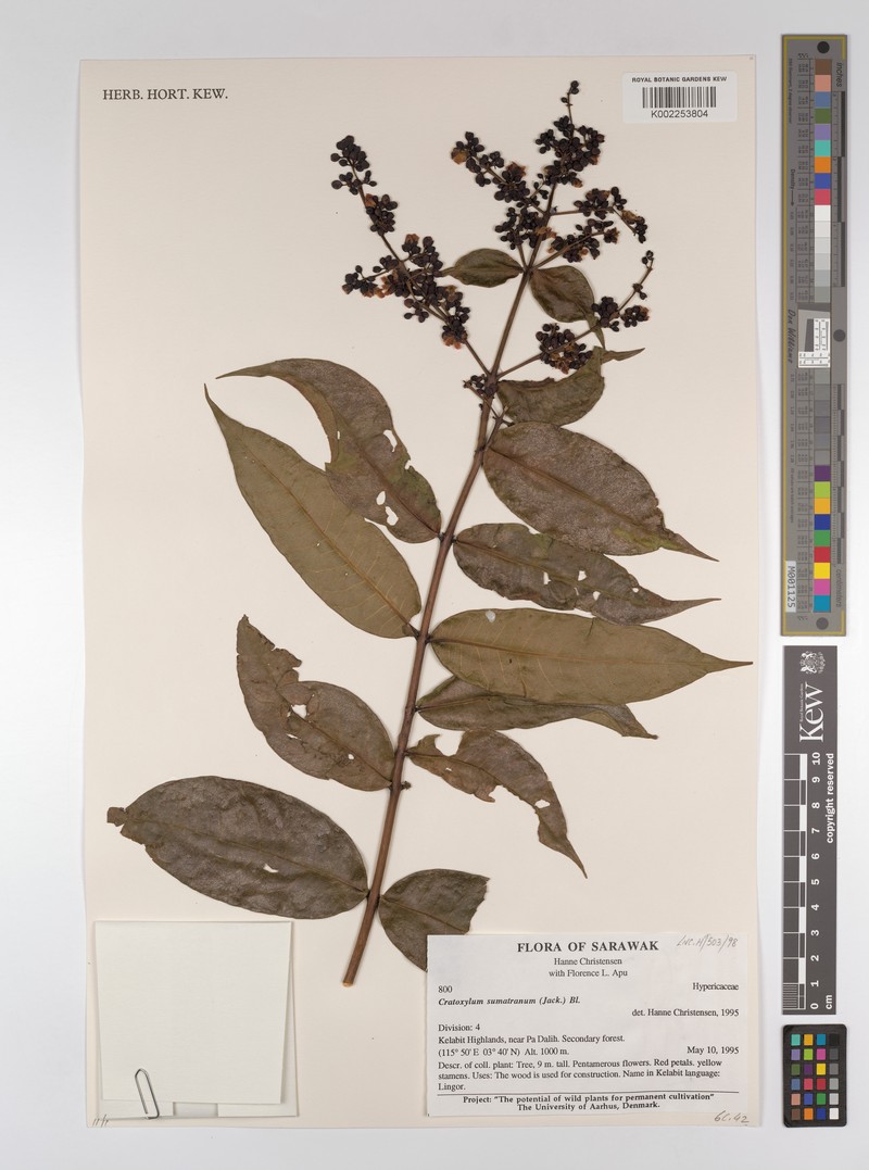Cratoxylum sumatranum subsp. sumatranum photo 2