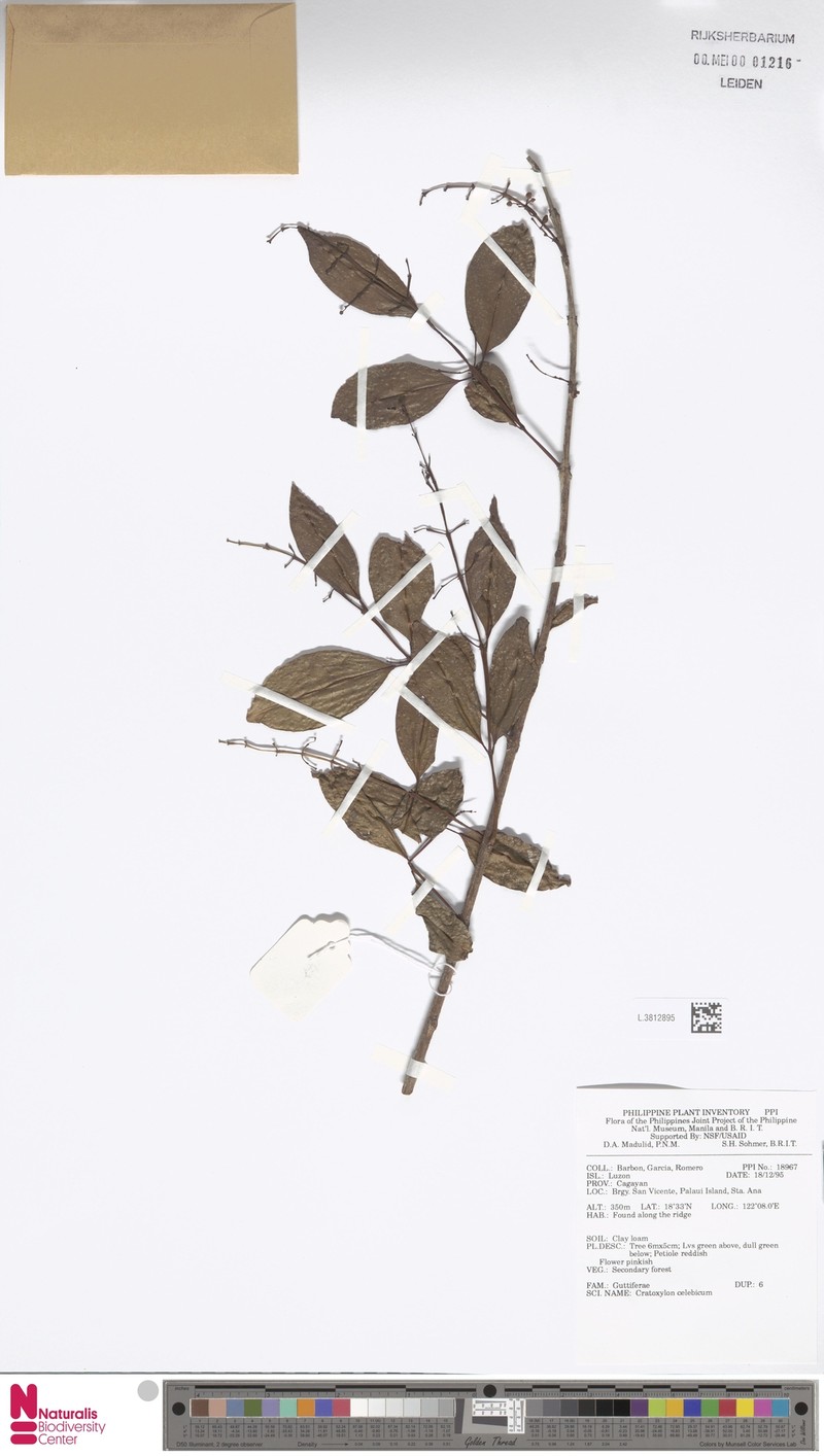 Cratoxylum sumatranum subsp. sumatranum photo 3