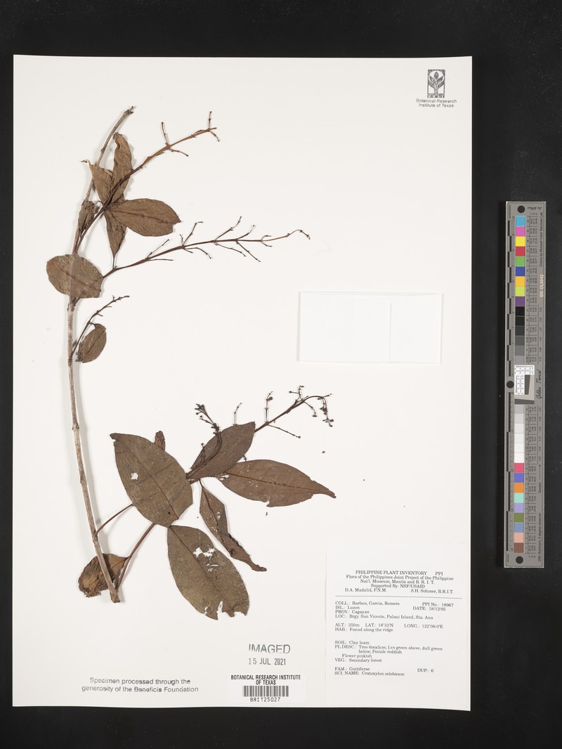 Cratoxylum sumatranum subsp. sumatranum photo 4
