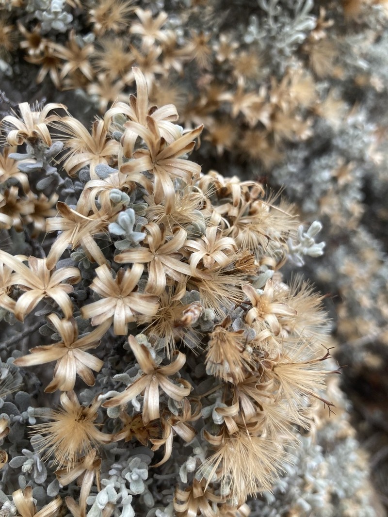 Cratystylis conocephala photo 2
