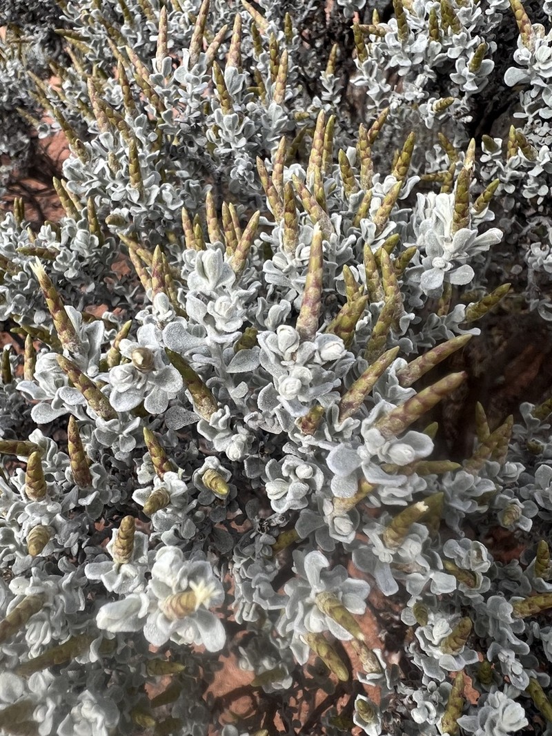 Cratystylis conocephala photo 3