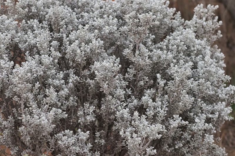 Cratystylis conocephala photo 4