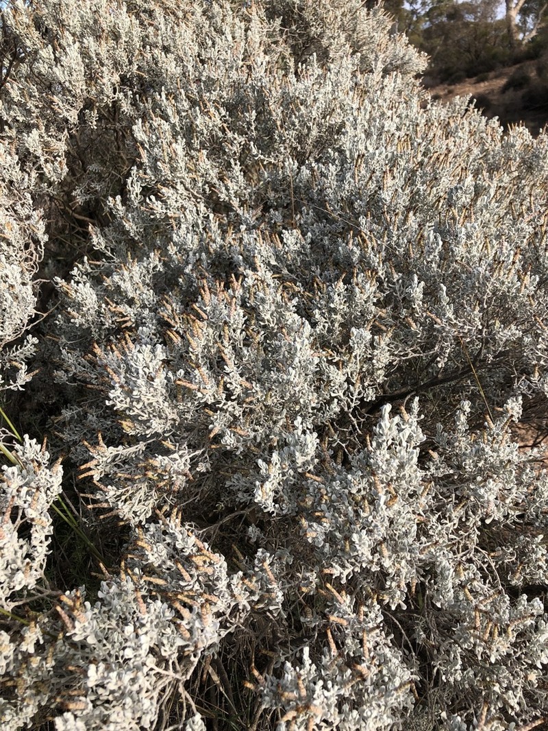 Cratystylis conocephala photo 5