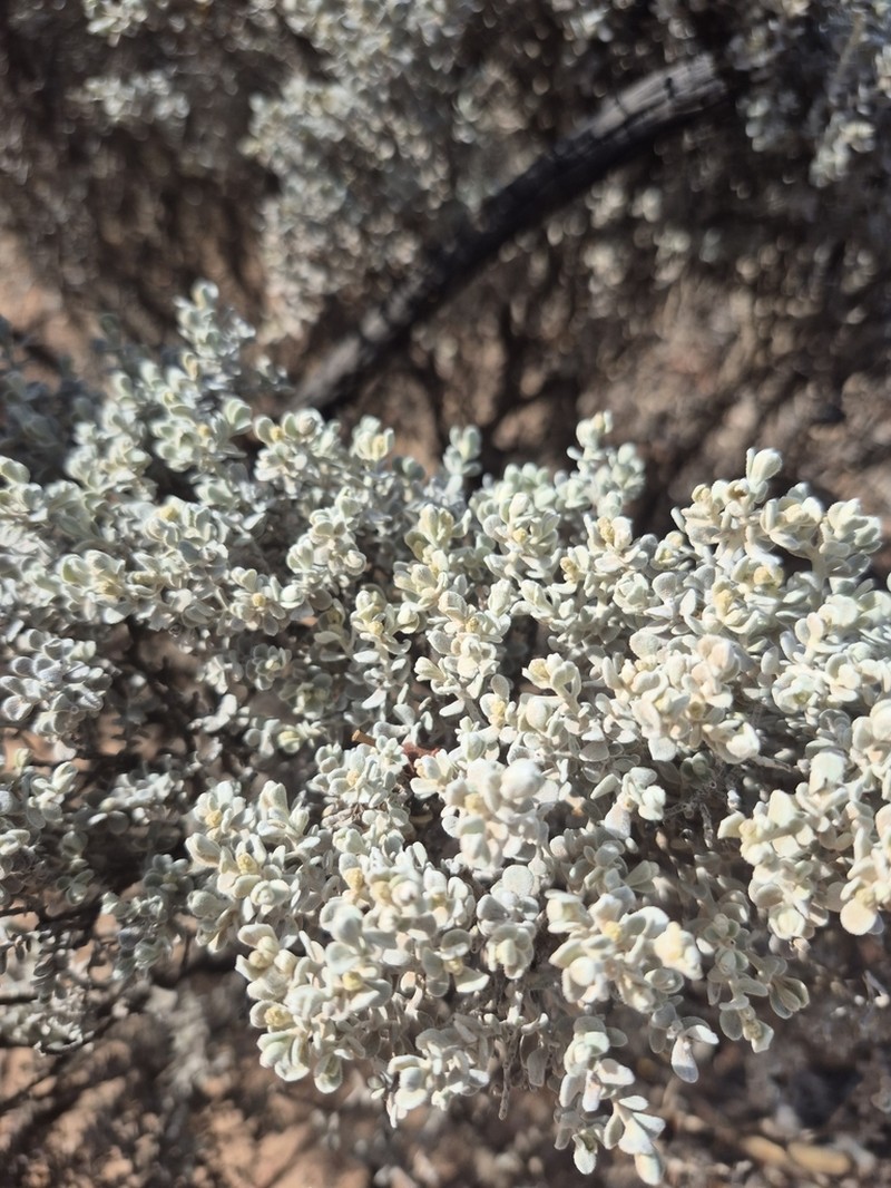 Cratystylis conocephala photo 6