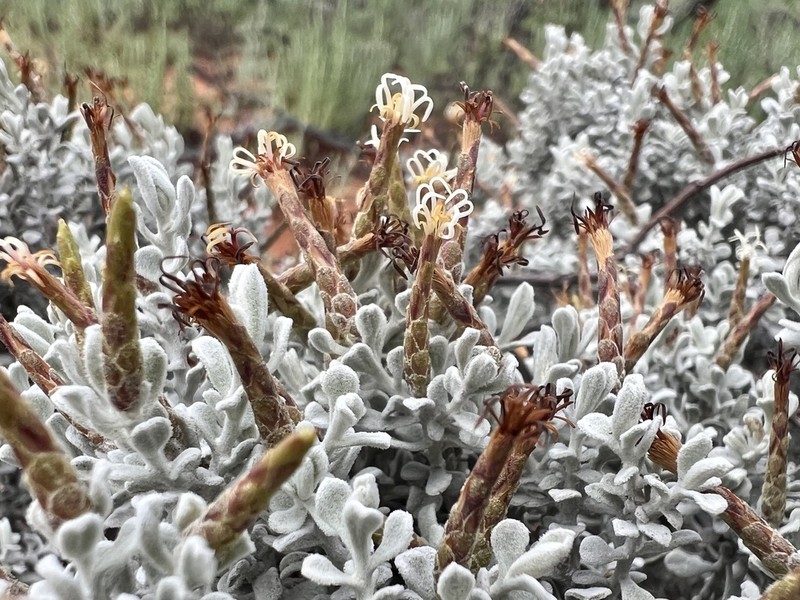 Cratystylis conocephala photo 7