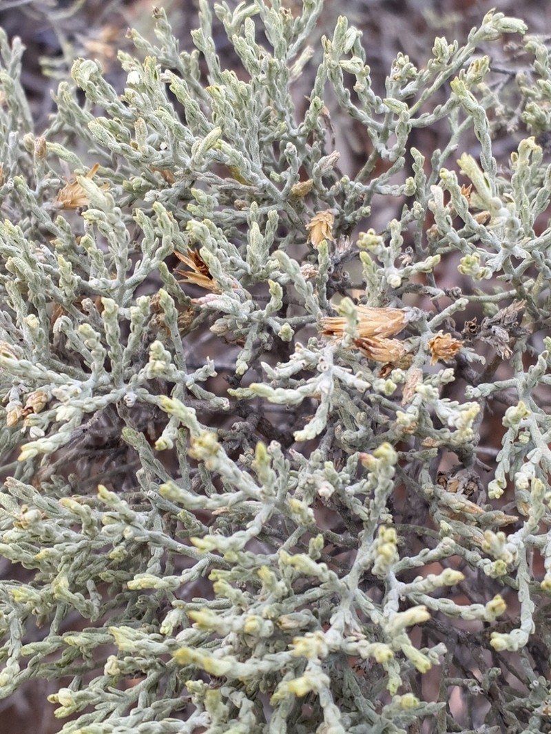 Cratystylis microphylla