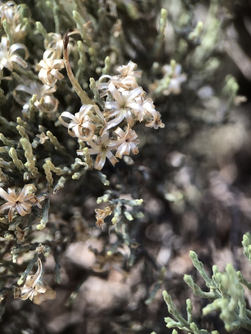 Cratystylis microphylla photo 2